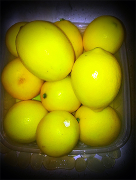 meyer lemons in southeast texas